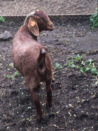 for sale goat 1