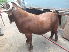 for sale goat 2