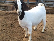 for sale goat 5