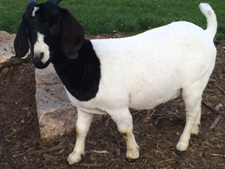 for sale goat 6