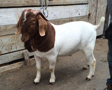 for sale goat 7