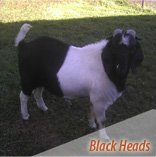 Black Head Boer Goats