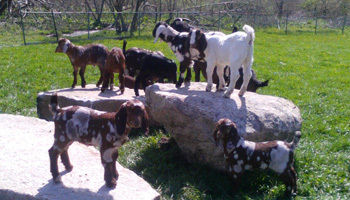 Kid Boer Goats Sunset Farm RI
