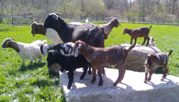 Kid Boer Goats with Does